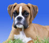 Boxer