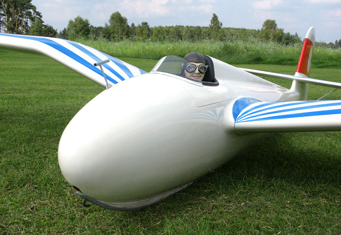 Habicht im Halbprofil