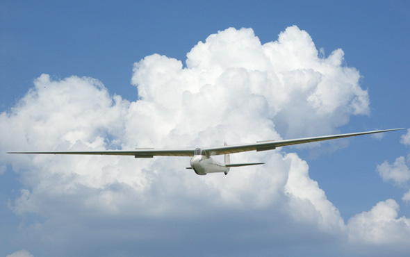 Weihe im Landeanflug